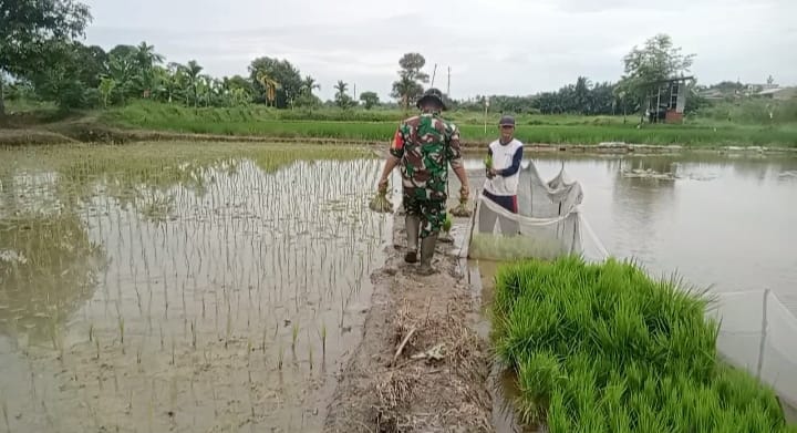Wujudkan program ketahanan pangan, Babinsa bantu petani menanam padi