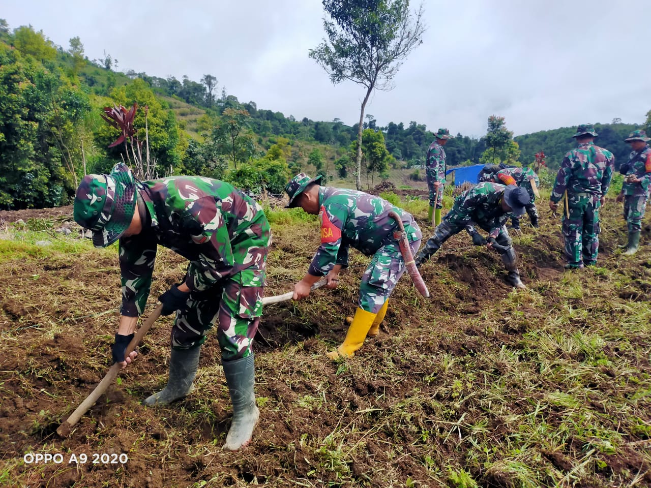 Koramil 07/KA Siapkan Lahan Tanam Ubi Kayu untuk Dukung Ketahanan Pangan